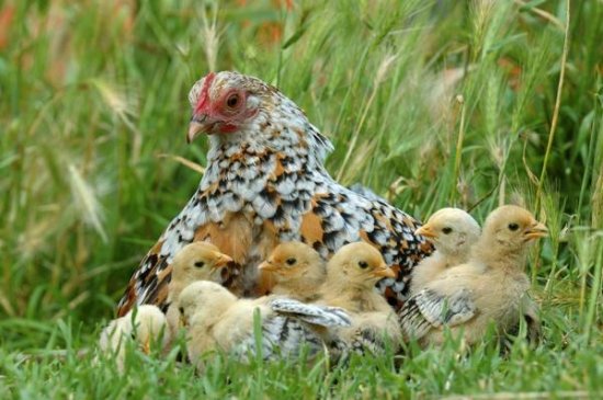 Fowl with Chicks