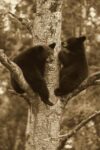 Black Bear Cubs In a Tree, Orr, Minnesota