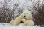 Polar Bear cubs nursing, Wapusk National Park, Manitoba, Canada