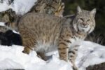 Bobcat In the Snow, Kalispell, Montana