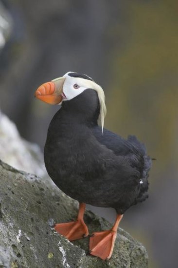 Tufted Puffin, Pribilof Islands, Alaska
