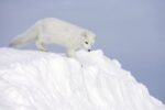 Arctic Fox on Snow Drift, ArcticTundra
