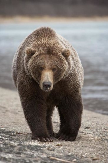 Grizzly Bear, Katmai National Park, Alaska