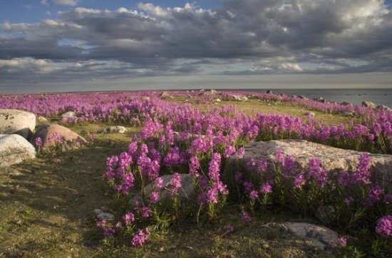Fireweed Covered Island, Hudson Bay, Canada
