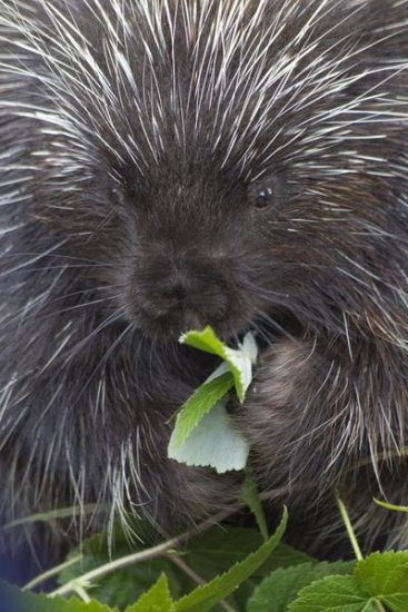Common Porcupine Feeding on Leaves, Haines, Alaska
