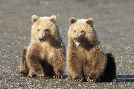 Grizzly Bear Cubs, Katmai National Park, Alaska