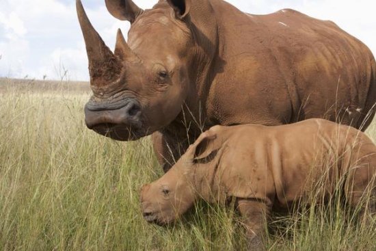 White Rhinoceros Mother and Calf, Rhino and Lion Nature Reserve, South Africa