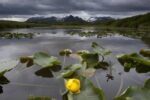 European Yellow Pond Lily, Katmai National Park, Alaska