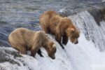 Grizzly Bear Males Waiting for Salmon at Brooks Falls, Katmai National Park, Alaska