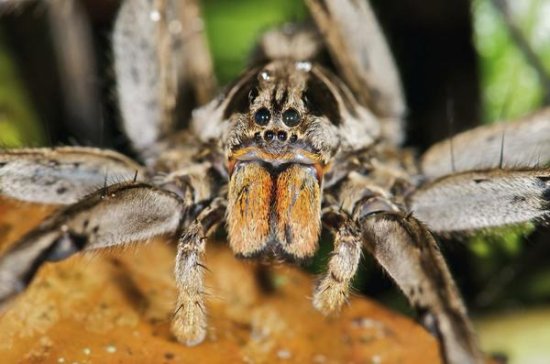 Wolf Spider, Mindo, Western Slope of Andes, Ecuador