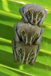 Striped Yellow-eared Bat Trio Roosting in Palm Tree, Panama