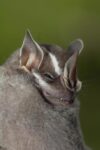 Leaf-nosed Bat, Amazon, Ecuador