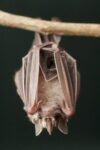 Leaf-nosed Bat, Amazon, Ecuador