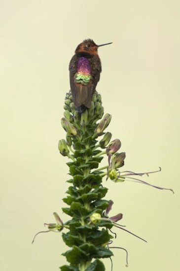 Shining Sunbeam Hummingbird, Ecuador