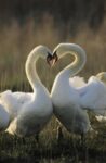 Mute Swan Pair Courting, Europe