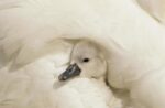 Mute Swan Cygnet under Its Parent's Wing, Europe