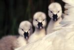Mute Swan Cygnets on Parent's Back, Europe