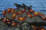 Sally Lightfoot Crabs and Marine Iguanas, Mosquera Island, Galapagos Islands, Ecuador