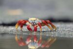 Sally Lightfoot Crab Feeding, Punta Espinosa, Galapagos Islands, Ecuador