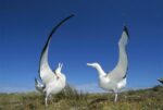 Gibson's Wandering Albatross Courtship Display, Adams Island, Auckland's Group, New Zealand