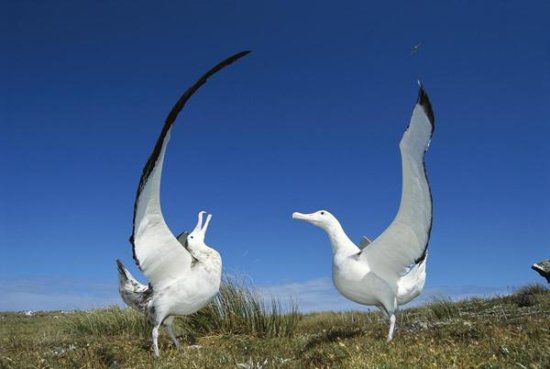 Gibson's Wandering Albatross Courtship Display, Adams Island, Auckland's Group, New Zealand