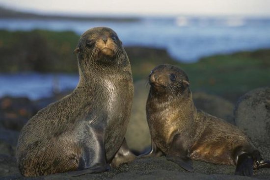 Galapagos  Fur Seal Cow and Pup, Cape Douglas, Galapagos Islands