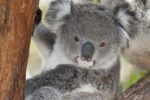 Koala, Victoria, Australia