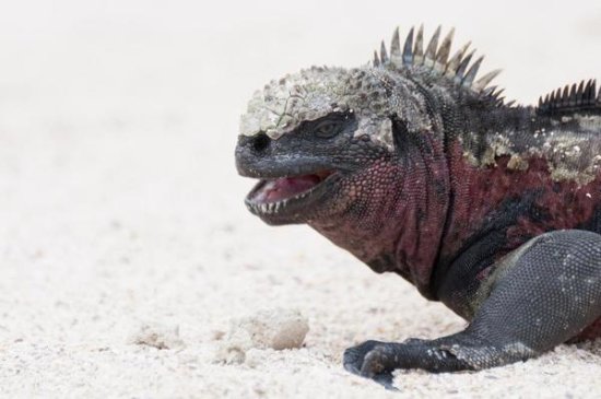 Marine Iguana, Galapagos Islands, Ecuador