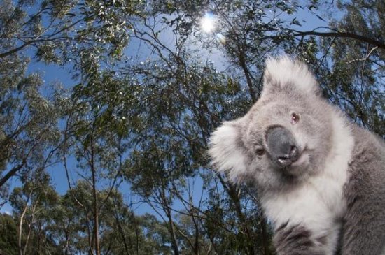 Koala in Gum Tree Forest, Victoria, Australia