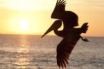 Brown Pelican Flying, Galapagos Islands