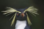 Rockhopper Penguin Portrait, Gough Island, South Atlantic