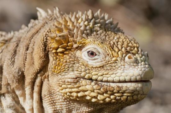Galapagos Land Iguana Portrait, Galapagos Islands, Ecuador