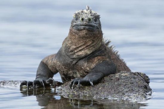 Marine Iguana on Rock in Shallow Water, Galapagos Islands, Ecuador