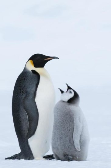 Emperor Penguin with Chick Begging for Food, Prydz Bay, Eastern Antarctica