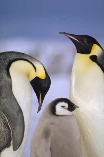 Emperor Penguin Pair with Chick, Atka Bay, Princess Martha Coast, Weddell Sea, Antarctica