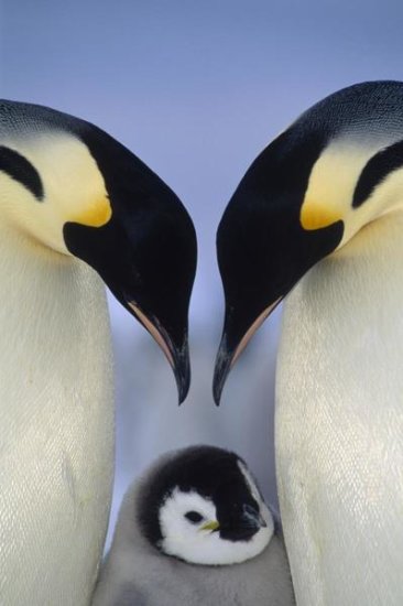 Emperor Penguin Parents Greeting Chick, Atka Bay, Princess Martha Coast, Weddell Sea, Antarctica