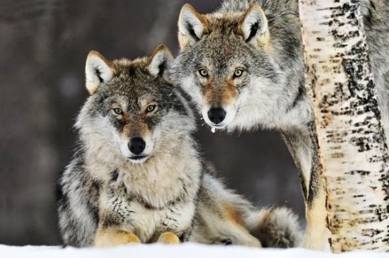 Gray Wolf Pair in the Snow, Norway