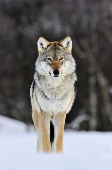 Gray Wolf Standing in the Snow, Norway