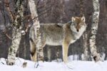 Gray Wolf in the Woods, Winter, Norway