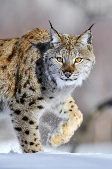 Eurasian Lynx Walking Through the Snow, Norway