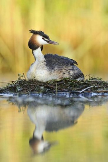 Great Crested Grebe on Floating Nest, De Biesbosch National Park, Netherlands