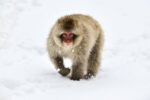 Japanese Macaque Walking Through the Snow, Jigokudani Joshinetsu Kogen National Park, Japan