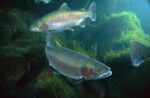 Rainbow Trout Pair Underwater in Utah
