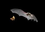 Little Brown Bat Pursues a Forest Moth
