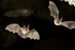 Townsend's Big-eared Bats, Derrick Cave Complex, Central Oregon