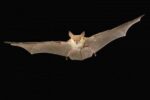 Pallid Bat Flying at Night, Washington