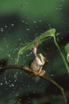 Red-eyed Tree Frog in Rain, Native to Central and South America