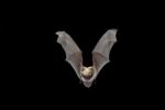 Yuma Myotis Bat, Female Flying, Drake Creek, Lake County, Oregon