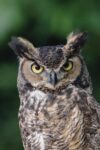Great Horned Owl Close-up Portrait, North America
