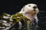 Sea Otter Portrait in Kelp, Pacific coast, North America